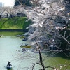 東京・千鳥ヶ淵　花見の人出続々