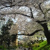 桜散歩2026（東京・四谷）