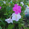 久しぶりのオシロイバナ