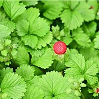 ヘビイチゴとは 動植物の人気 最新記事を集めました はてな ヘビイチゴとは 動植物の人気 最新記事を集めました はてな