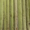 お庭のフキ🌿