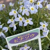 ヒナソウ❀クランベリー🔴ヤマアジサイ🍃　🐤