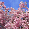 榴ヶ岡公園の枝垂れ桜。 