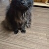 自宅、ネェネェ😸婆ちゃんになりましたが元気です🍀