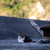 深島のねこさん