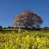 平成最後の馬場の山桜