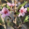 「佐久の季節便り」、４月半ばに25.7度の「夏日」、「ボナンザ・ピーチ桃」の花が満開に…。