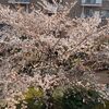 2024年桜　満開から散り始め