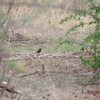 トキワスズメ Violet-eared Waxbill