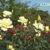 地域のボランティアグループが育てたバラの花 見頃に