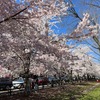 ニューヘイブンの桜とフランクペペのピザ