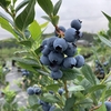 ブルーベリー狩り①食べごろのブルーベリーは？