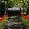 彼岸花の撮影スポット。奈良県宇陀市の仏隆寺へ。