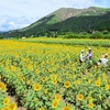 ヒマワリいっぱい、夏満開　南阿蘇村と菊池市