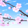 cherry blossom