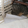 頭隠して腹隠さず、猫用のフェロモンディフューザー