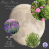 【月相の香り養生】7月：上弦の月～満月のアロマ＆ハーブ