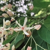ほし氏の花見は四季問わず -17-