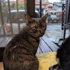 雨です～     o(^・x・^)o ﾐｬｧ♪           