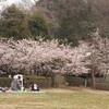 早咲きの桜