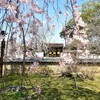 【京都】『醍醐寺』に行ってきました。京都旅行 京都桜 京都旅行 女子旅 