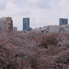 23年4月初旬：目黒川沿いをお写んぽ。其の「よん」／中目黒駅