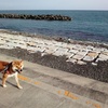 ６３０　ポカポカ陽気の広野海岸公園