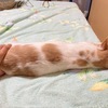 8月8日は世界猫の日。猫の幸せを考えたい日。