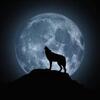 １月２６日は獅子座満月ぅ～ウルフむぅ＝ん★