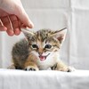 猫目プロジェクト　タイプロ落選メンバーの今後を分析