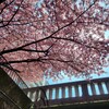 【京都】早咲きの桜を見に『一条戻橋』『建勲神社』に行きました。 京都桜 京都花