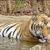 【動物】インドの人気トラ、３か月前から行方不明に…懸賞金付きで捜索も&#169;2ch.net