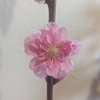 お参り三昧