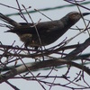 大きめの野鳥が。