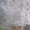 ルリトウワタの綿毛と原発再稼働