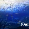 こんな山奥に水族館！？北の大地の水族館（山の水族館）に行ってみました。