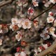 春の訪れを告げる吉備津神社の梅の花