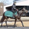 シルクなお馬さん（２歳・関西牡馬）