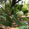 スナップエンドウの花