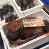 6/7(土)バローで激レア珍魚の「オオカミウオ 1匹7000円」に遭遇！