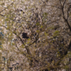 毎年眺める桜