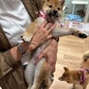 きた！　柴犬・空海くんの子分！？　それとも妹分？？　仔犬が来たよ☆