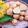 四季の菜摘み3