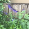 “夏の青い花”で検索