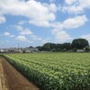 陶板浴に向かう途中の田園風景