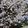 坂本・西教寺の桜