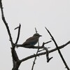 チャガシラニシブッポウソウ(Purple Roller)と車のパンク