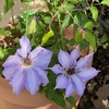 クレマチスプリンセスケイトの植え替え＊ザ・ファーストレディ＊