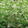 【新蕎麦が出回るというこの時期に、ソバの花が満開でした！】…市内の植物探索（10）