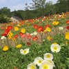 船橋アンデルセン公園、初夏の花